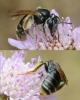 Andrena hattorfiana